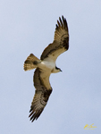 Osprey
